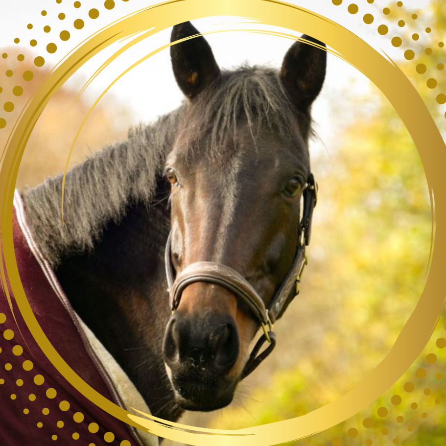 Physiotherapie für Pferde Braunes Pferd mit einem Sattel und einer Kopftrense vor verschwommenem Hintergrund.