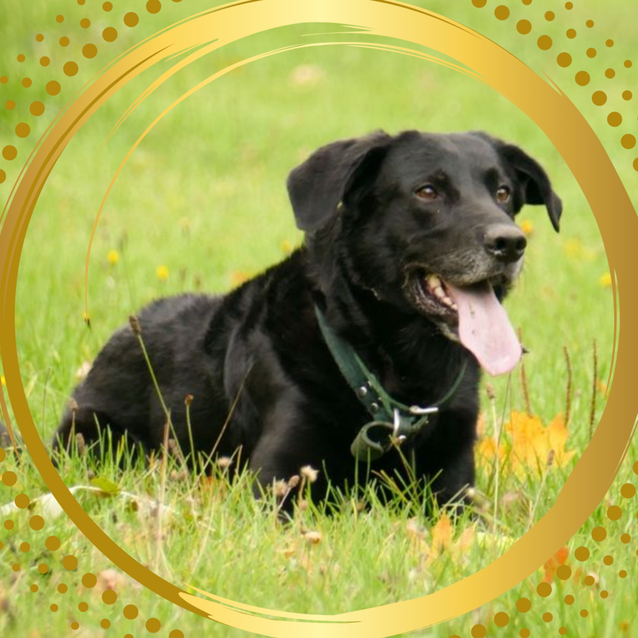 Physiotherapie für Hunde Schwarzer Labrador, entspannt im Gras liegend, mit offenem Mund und Zunge.